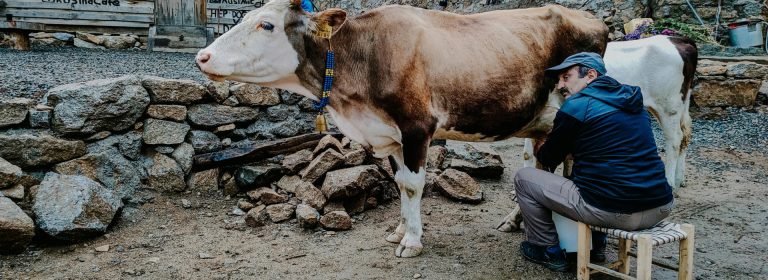 Cows are the heart of our farm, teaching us patience and care