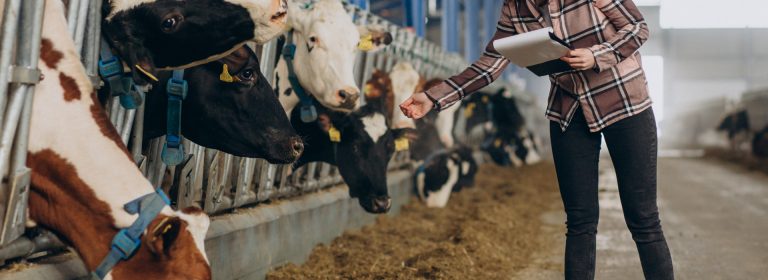Cows remind us that the simplest things bring the greatest joy