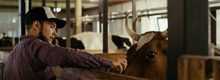 To the farmer, the cow is the most valuable friend he can have